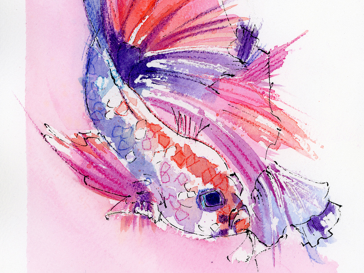 A colourful watercolour and ink painting of a betta fish moving through soft washes of pink, purple, blue, and red.